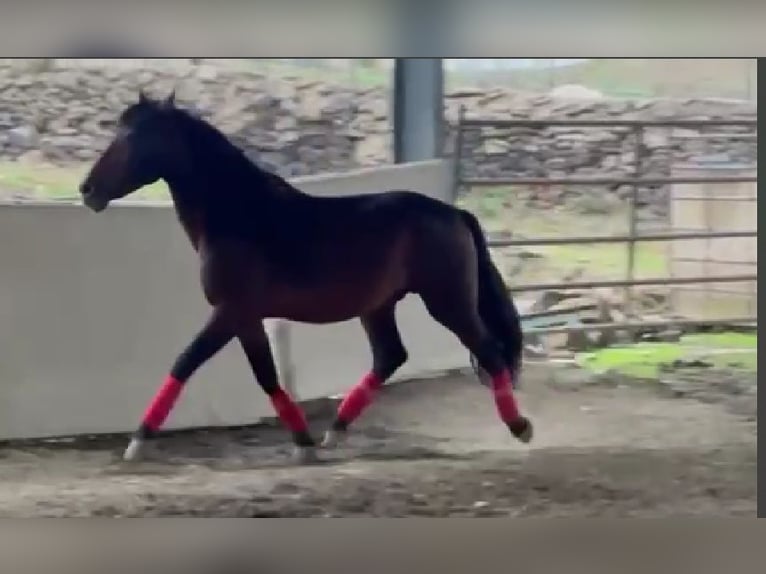 PRE Hengst 6 Jaar 164 cm Roodbruin in Caceres