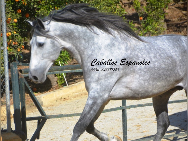 PRE Mix Hengst 6 Jaar 164 cm Schimmel in Vejer de la Frontera