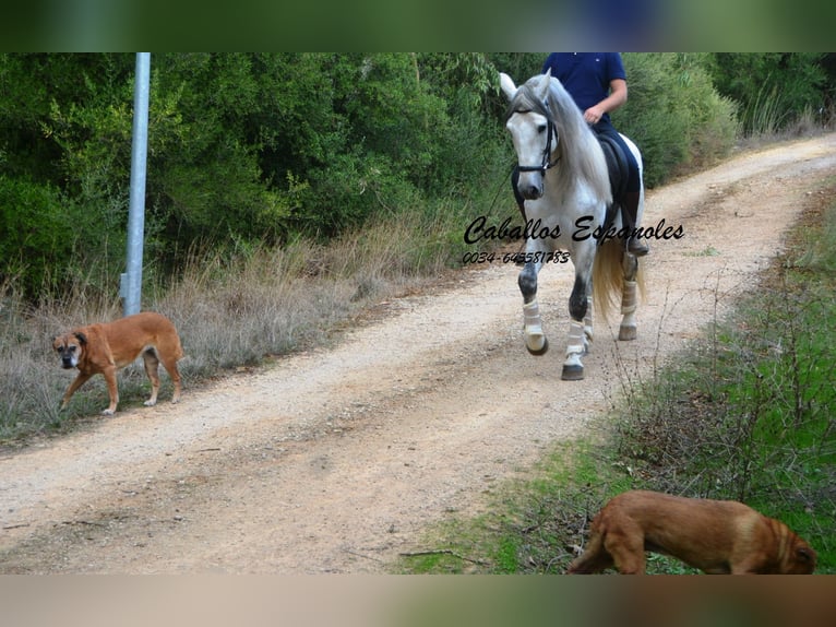 PRE Hengst 6 Jaar 164 cm Schimmel in Vejer de la Frontera