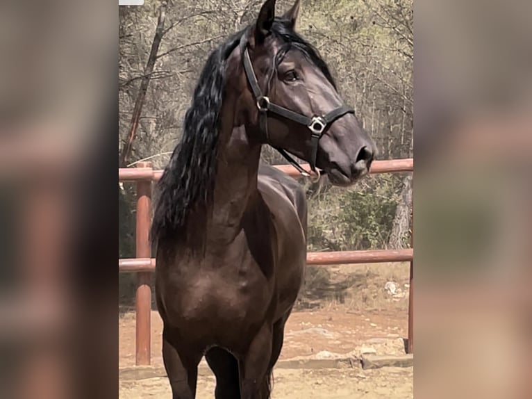 PRE Hengst 6 Jaar 164 cm Zwart in El Catllar