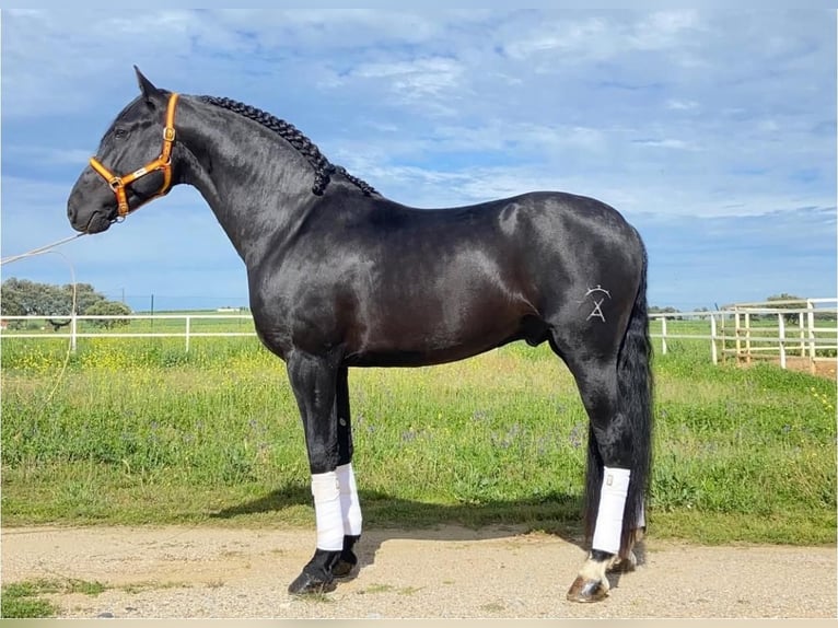PRE Mix Hengst 6 Jaar 164 cm Zwart in Medellin