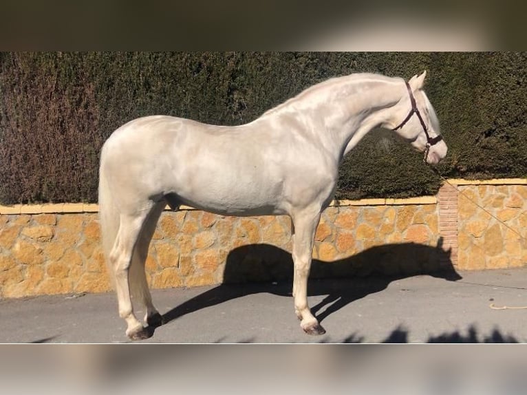 PRE Mix Hengst 6 Jaar 165 cm in Almerimar