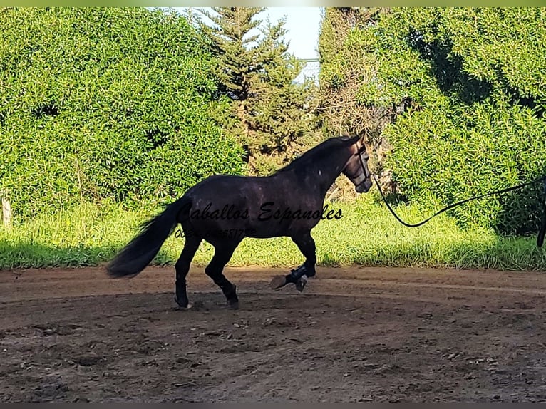 PRE Mix Hengst 6 Jaar 165 cm Brown Falb schimmel in Vejer de la Frontera