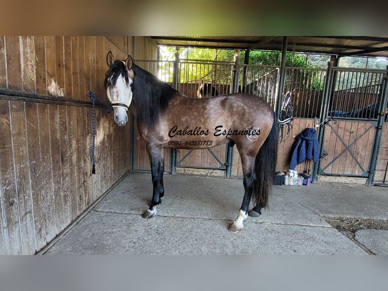 PRE Mix Hengst 6 Jaar 165 cm Brown Falb schimmel in Vejer de la Frontera