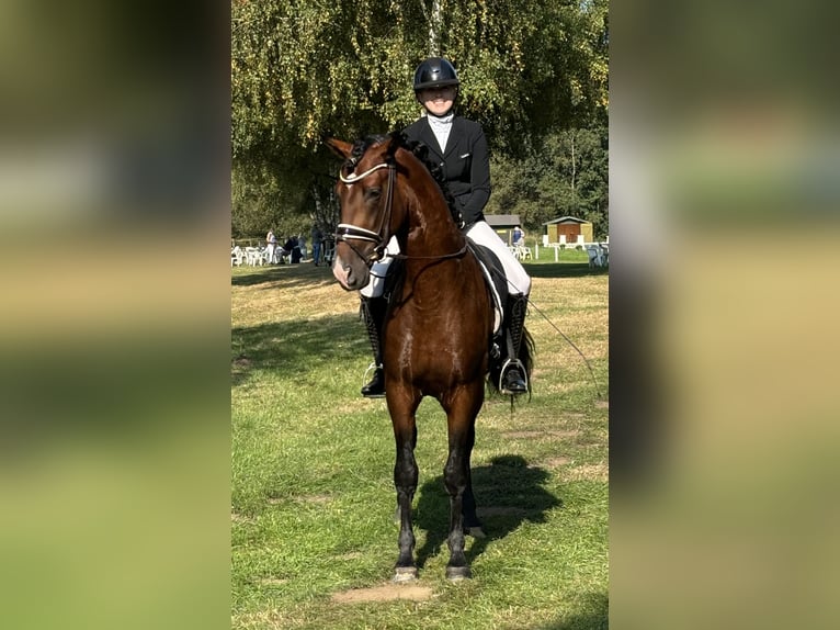 PRE Mix Hengst 6 Jaar 165 cm Donkerbruin in HassendorfSottrum