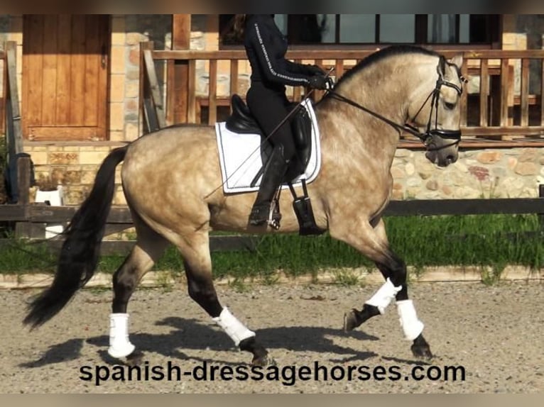 PRE Mix Hengst 6 Jaar 165 cm Falbe in Barcelona