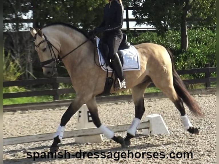 PRE Mix Hengst 6 Jaar 165 cm Falbe in Barcelona