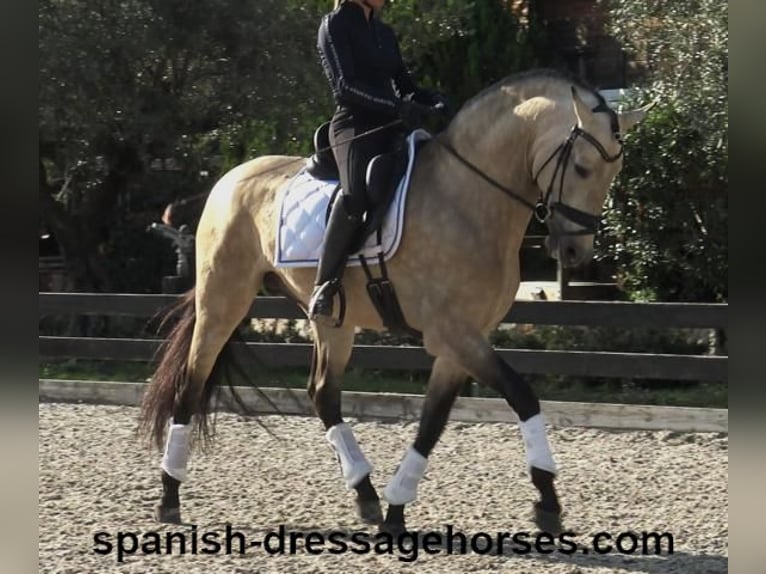 PRE Mix Hengst 6 Jaar 165 cm Falbe in Barcelona