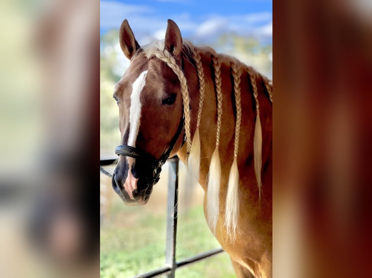 PRE Hengst 6 Jaar 165 cm Palomino in Malaga