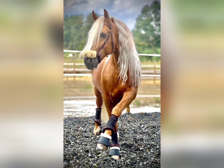 PRE Hengst 6 Jaar 165 cm Palomino in Malaga