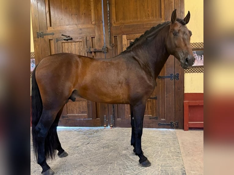 PRE Mix Hengst 6 Jaar 165 cm Roodbruin in Alicante