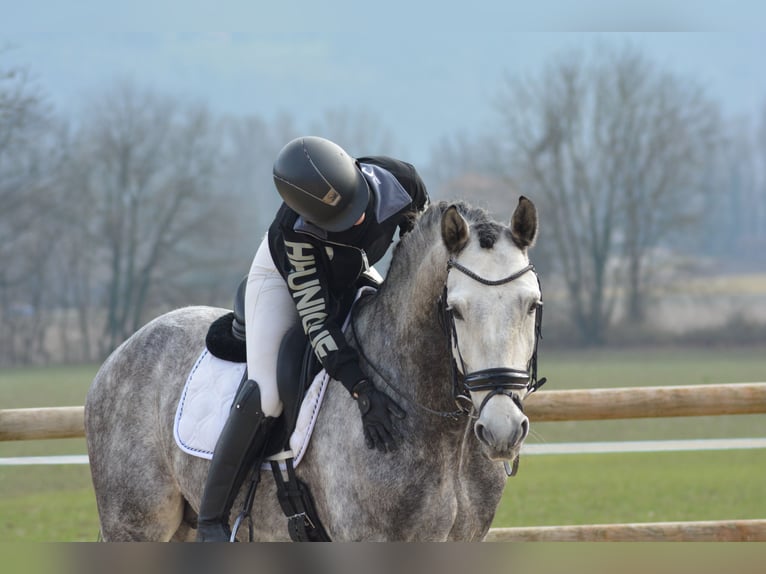 PRE Mix Hengst 6 Jaar 165 cm Schimmel in N&#xEE;mes