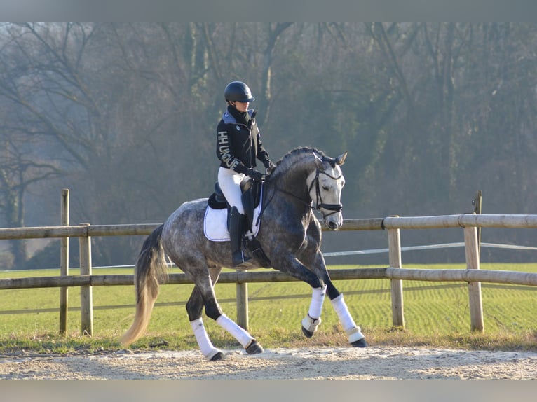 PRE Mix Hengst 6 Jaar 165 cm Schimmel in N&#xEE;mes