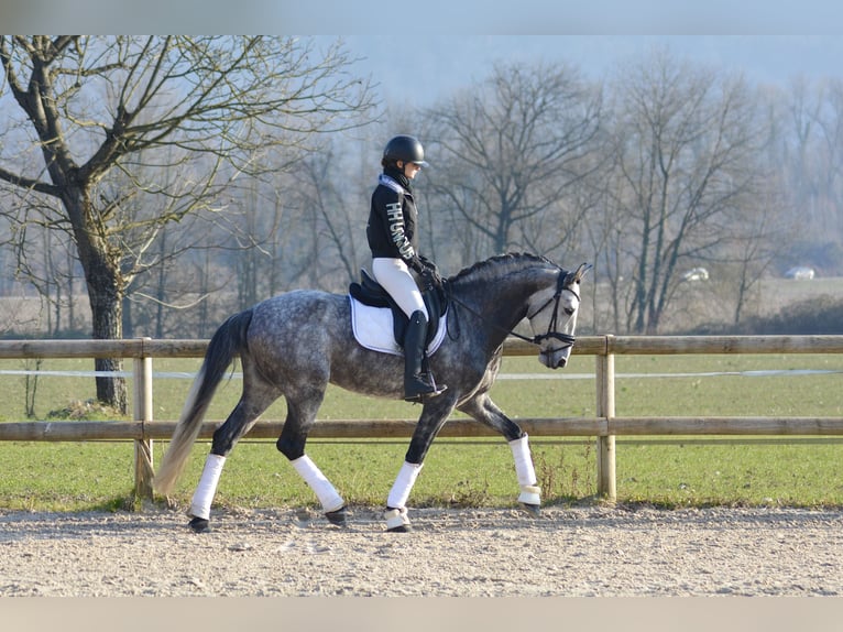 PRE Mix Hengst 6 Jaar 165 cm Schimmel in N&#xEE;mes