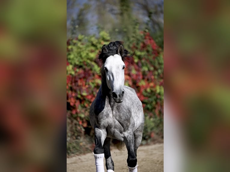 PRE Mix Hengst 6 Jaar 165 cm Schimmel in N&#xEE;mes