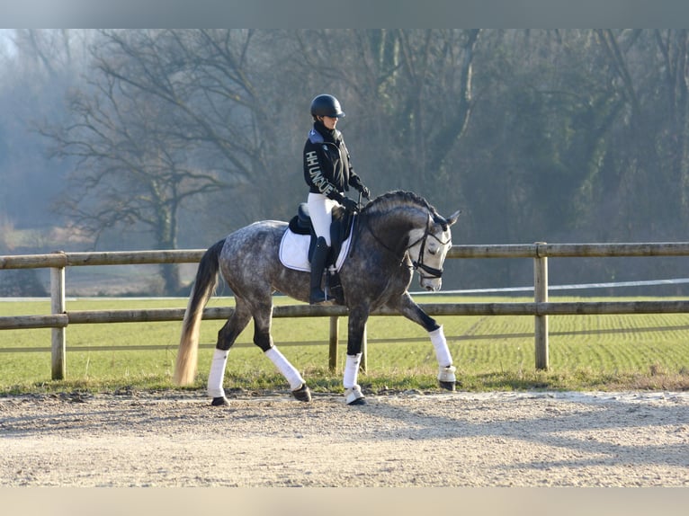 PRE Mix Hengst 6 Jaar 165 cm Schimmel in N&#xEE;mes