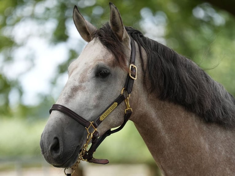 PRE Mix Hengst 6 Jaar 165 cm Schimmel in NAVAS DEL MADRONO