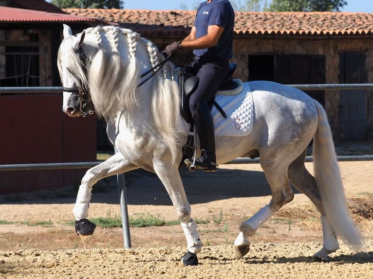 PRE Mix Hengst 6 Jaar 165 cm Schimmel in NAVAS DEL MADRONO