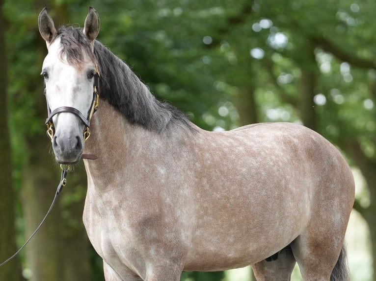 PRE Mix Hengst 6 Jaar 165 cm Schimmel in NAVAS DEL MADRONO