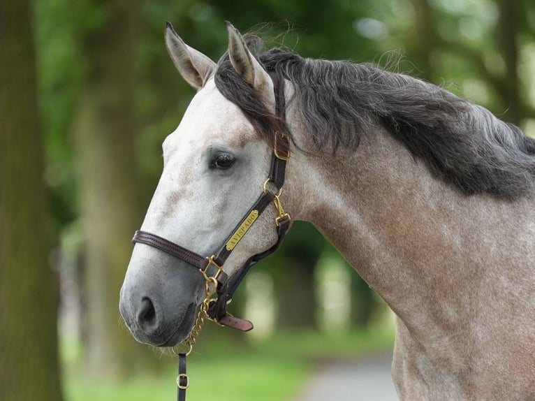 PRE Mix Hengst 6 Jaar 165 cm Schimmel in NAVAS DEL MADRONO