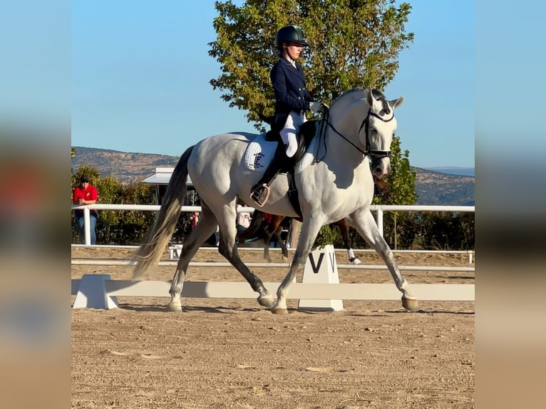 PRE Mix Hengst 6 Jaar 165 cm Schimmel in Pozoblanco