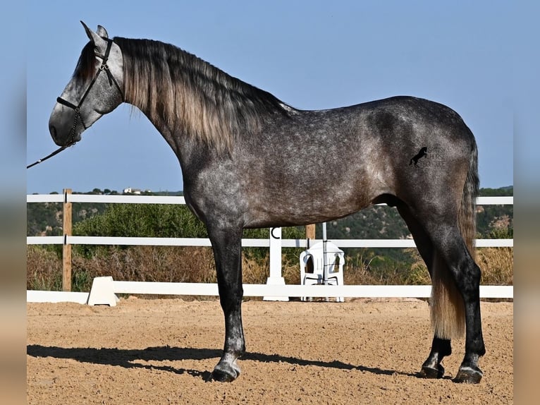 PRE Mix Hengst 6 Jaar 165 cm Schimmel in Menorca