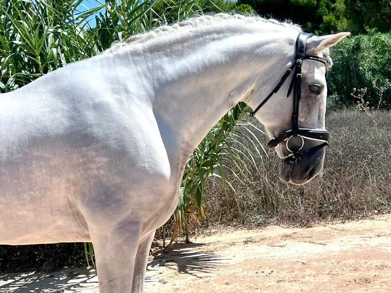 PRE Mix Hengst 6 Jaar 165 cm Schimmel in Navas Del Madro&#xF1;o