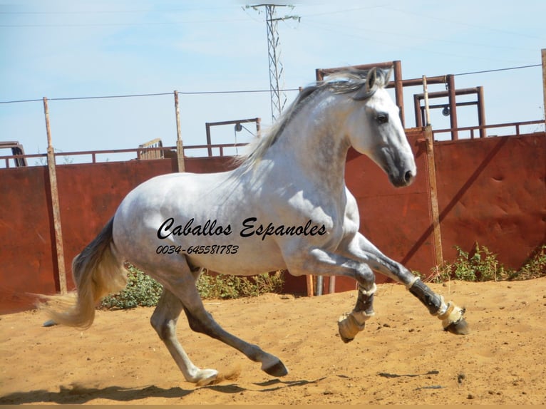 PRE Hengst 6 Jaar 165 cm Schimmel in Vejer de la Frontera