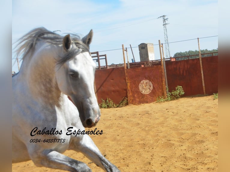 PRE Hengst 6 Jaar 165 cm Schimmel in Vejer de la Frontera