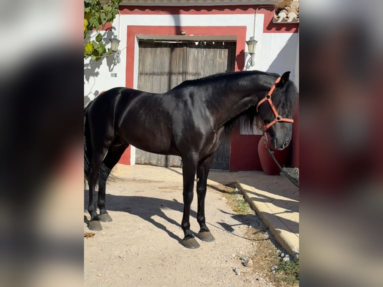 PRE Mix Hengst 6 Jaar 165 cm Zwart in El Palmar