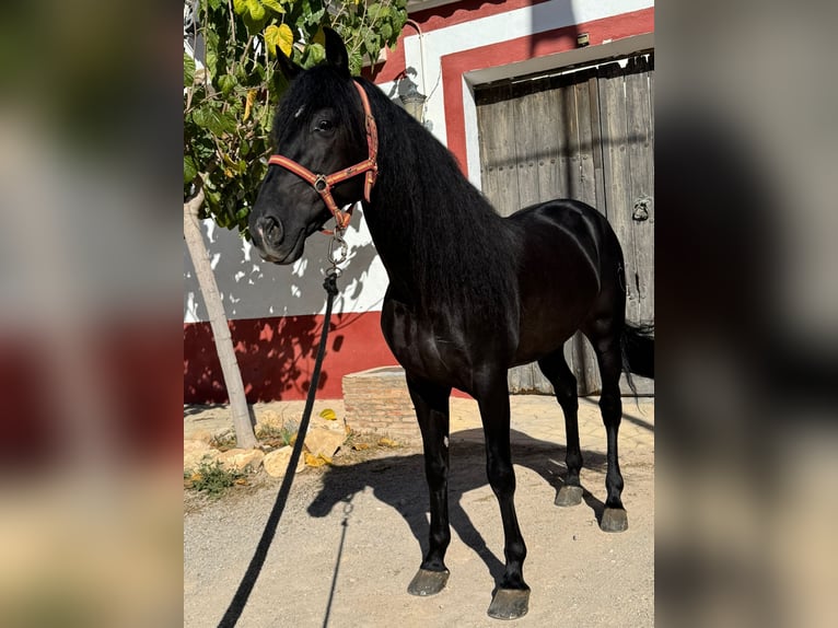 PRE Mix Hengst 6 Jaar 165 cm Zwart in El Palmar