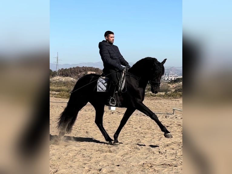 PRE Mix Hengst 6 Jaar 165 cm Zwart in El Palmar