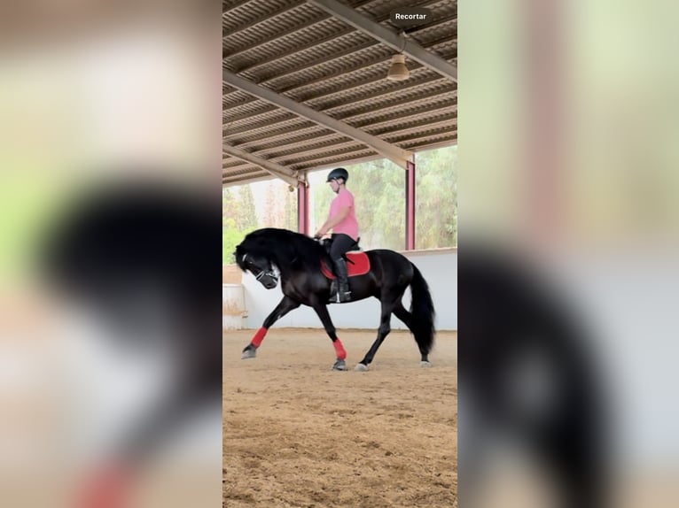 PRE Mix Hengst 6 Jaar 165 cm Zwart in El Palmar