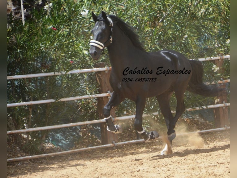 PRE Mix Hengst 6 Jaar 165 cm Zwart in Vejer de la Frontera