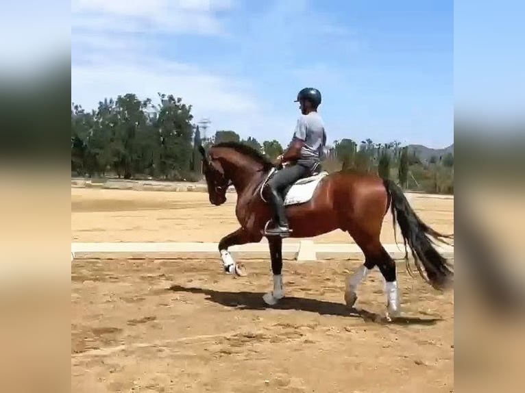PRE Hengst 6 Jaar 166 cm Bruin in Sevilla