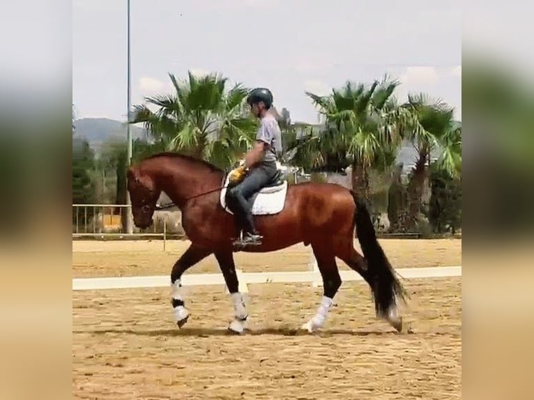 PRE Hengst 6 Jaar 166 cm Bruin in Sevilla