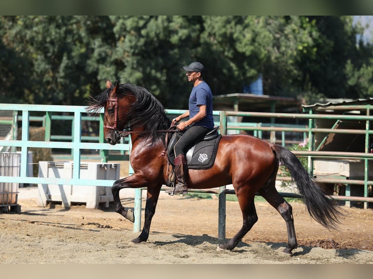 PRE Mix Hengst 6 Jaar 166 cm Bruin in Speyer