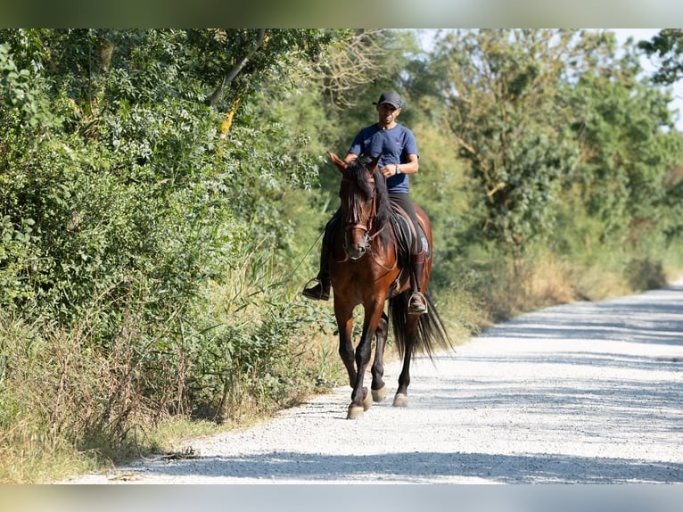 PRE Mix Hengst 6 Jaar 166 cm Bruin in Speyer