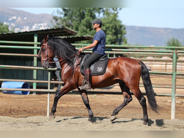 PRE Mix Hengst 6 Jaar 166 cm Bruin in Speyer