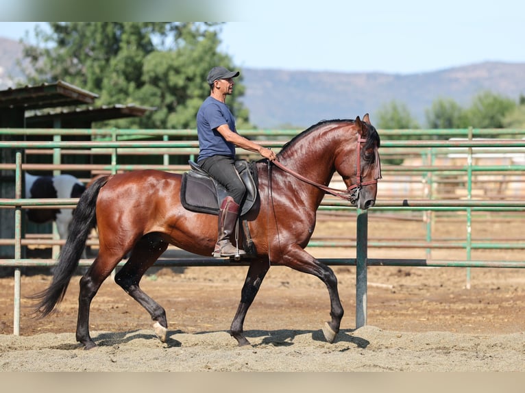 PRE Mix Hengst 6 Jaar 166 cm Bruin in Speyer