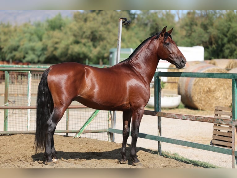 PRE Mix Hengst 6 Jaar 166 cm Bruin in Speyer