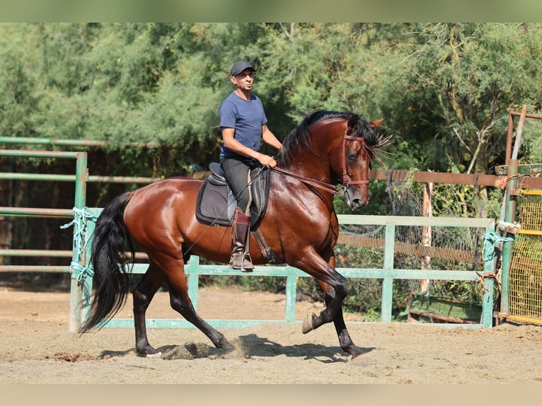 PRE Mix Hengst 6 Jaar 166 cm Bruin in Speyer