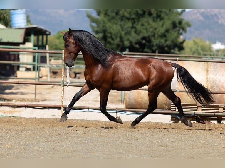 PRE Mix Hengst 6 Jaar 166 cm Bruin in Speyer