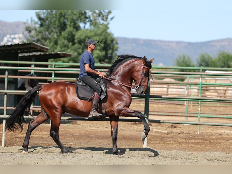PRE Mix Hengst 6 Jaar 166 cm Bruin in Speyer