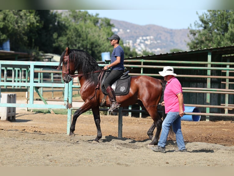 PRE Mix Hengst 6 Jaar 166 cm Bruin in Speyer