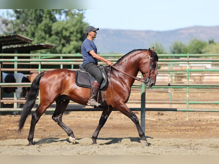 PRE Mix Hengst 6 Jaar 166 cm Bruin in Speyer