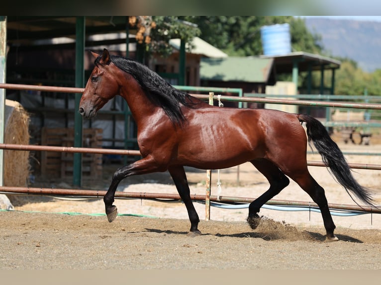 PRE Mix Hengst 6 Jaar 166 cm Bruin in Speyer
