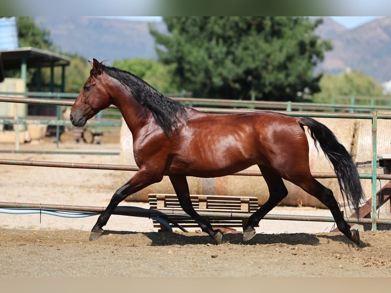 PRE Mix Hengst 6 Jaar 166 cm Bruin in Speyer