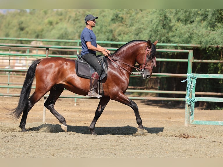 PRE Mix Hengst 6 Jaar 166 cm Bruin in Speyer