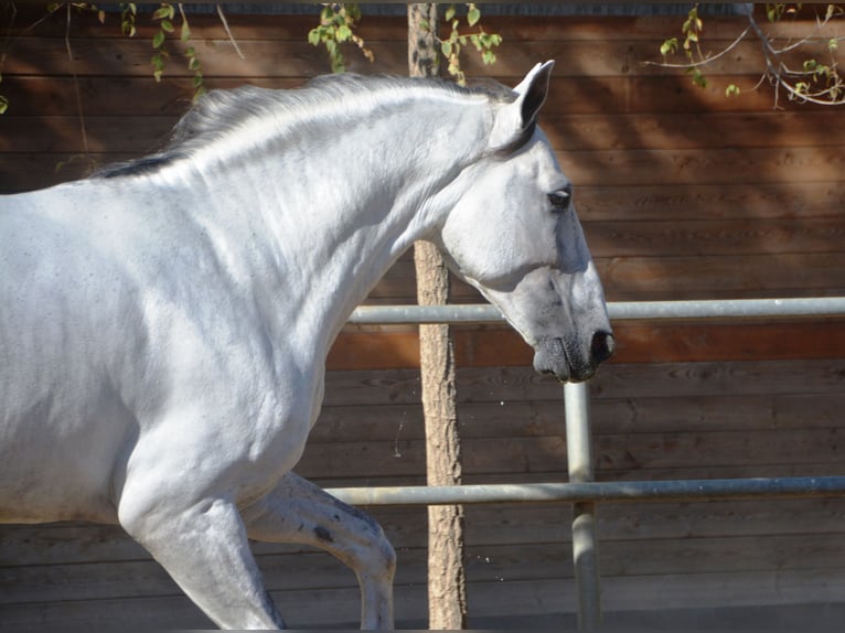 PRE Hengst 6 Jaar 166 cm Schimmel in Vejer de la Frontera